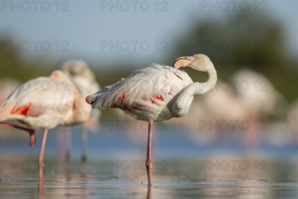 Greater Flamingo (Phoenicopterus roseus) standing in the water, Parc Naturel Regional de Camargue,