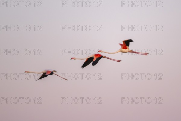 Greater Flamingo (Phoenicopterus roseus) flying in the sky at sunset, Parc Naturel Regional de
