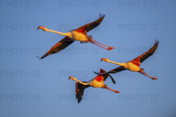 Greater Flamingo (Phoenicopterus roseus) flying in the sky at sunset, Parc Naturel Regional de