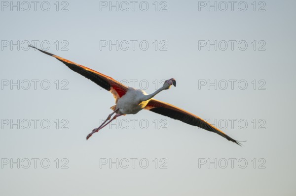 Greater Flamingo (Phoenicopterus roseus) flying in the sky at sunset, Parc Naturel Regional de