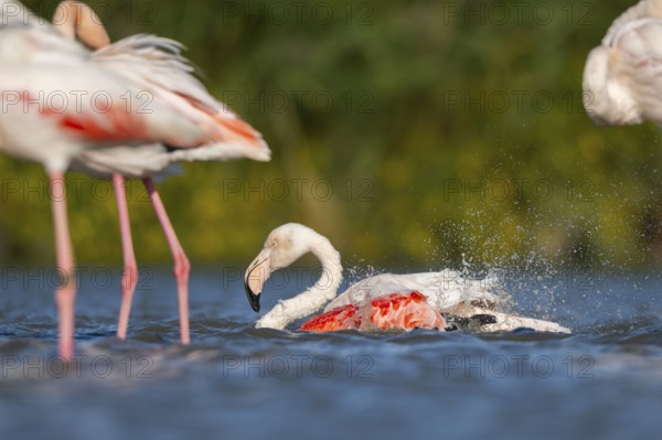 Greater Flamingos (Phoenicopterus roseus) cleaning its feathers in the wateer, Parc Naturel