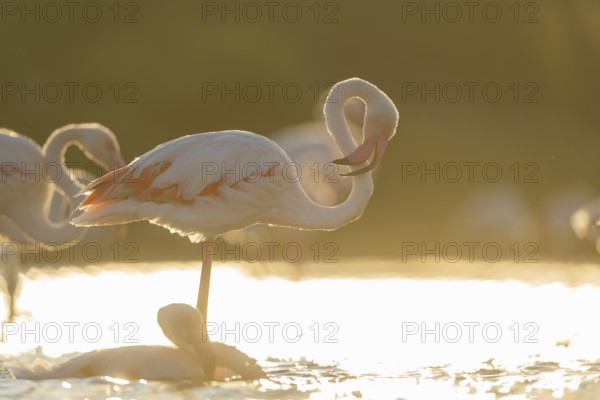 Greater Flamingo (Phoenicopterus roseus) standing in the water cleaning its feathers at sunset,