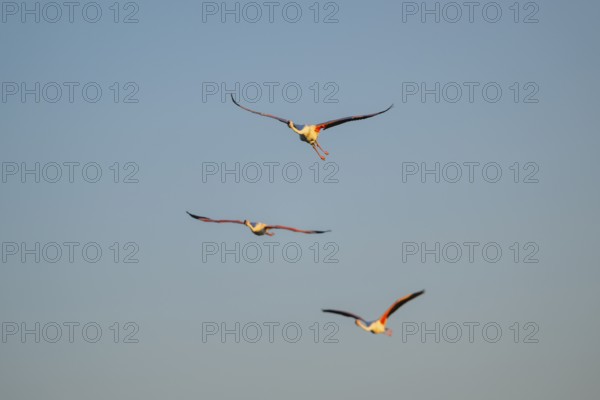 Greater Flamingo (Phoenicopterus roseus) flying in the sky at sunset, Parc Naturel Regional de