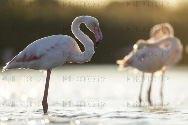 Greater Flamingo (Phoenicopterus roseus) standing in the water at sunset, Parc Naturel Regional de