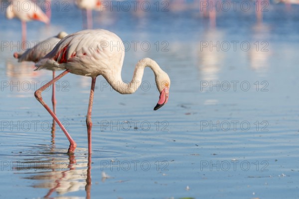 Greater Flamingo (Phoenicopterus roseus) walking in the water, Parc Naturel Regional de Camargue,