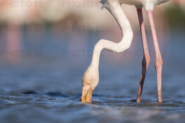 Greater Flamingo (Phoenicopterus roseus) standing in the water, portrait, Parc Naturel Regional de
