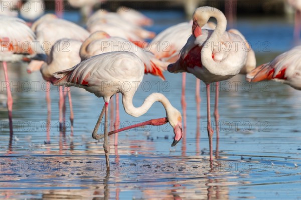 Greater Flamingos (Phoenicopterus roseus) standing in the water, Parc Naturel Regional de Camargue,