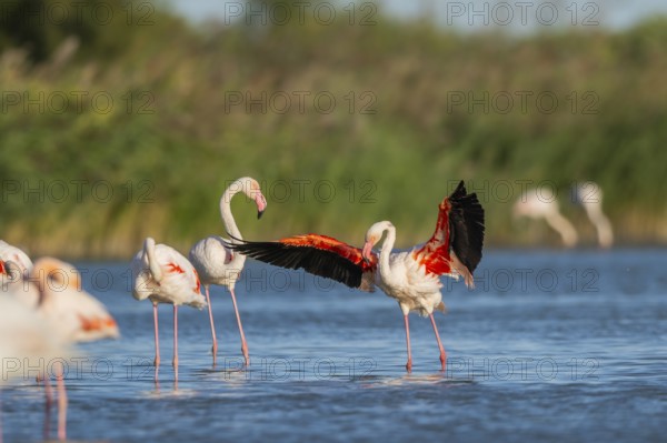 Greater Flamingo (Phoenicopterus roseus) shaking its wings, Parc Naturel Regional de Camargue,