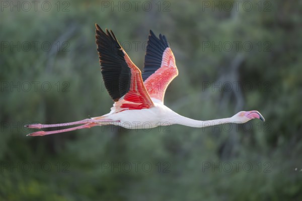 Greater Flamingo (Phoenicopterus roseus) starts flying from the water at sunset, Parc Naturel