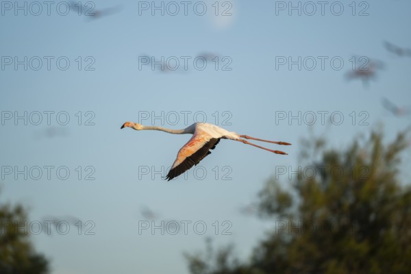 Greater Flamingo (Phoenicopterus roseus) flying in the sky, Parc Naturel Regional de Camargue,