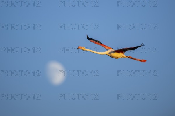 Greater Flamingo (Phoenicopterus roseus) flying in the sky with the moon in the background at
