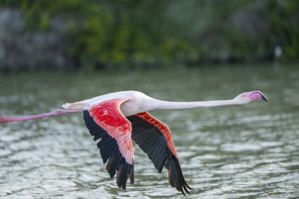 Greater Flamingo (Phoenicopterus roseus) starts flying from the water at sunset, Parc Naturel