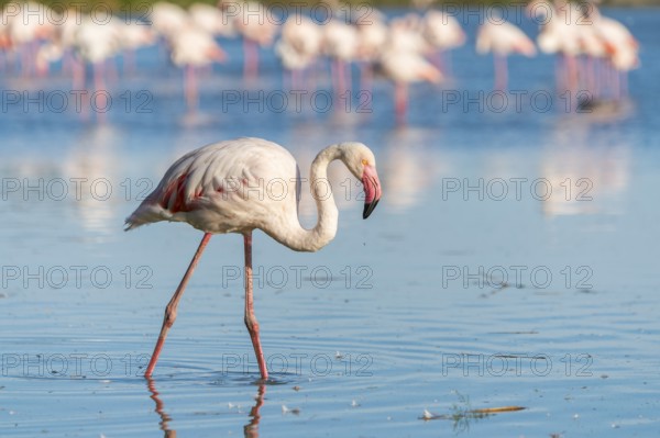 Greater Flamingo (Phoenicopterus roseus) walking in the water, Parc Naturel Regional de Camargue,