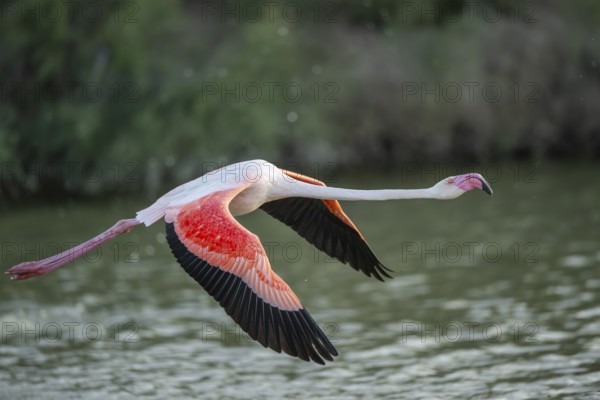 Greater Flamingo (Phoenicopterus roseus) starts flying from the water at sunset, Parc Naturel