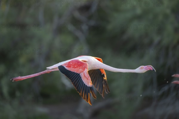 Greater Flamingo (Phoenicopterus roseus) starts flying from the water at sunset, Parc Naturel