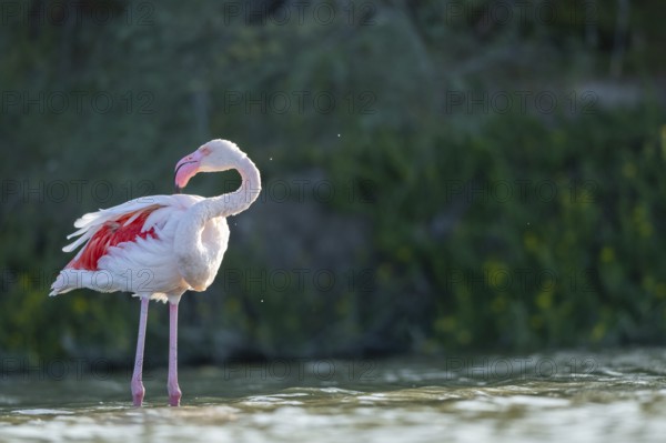 Greater Flamingo (Phoenicopterus roseus) standing in the water, Parc Naturel Regional de Camargue,