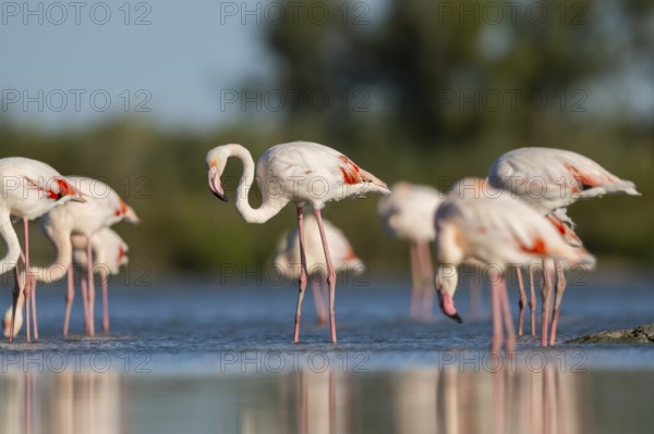 Greater Flamingos (Phoenicopterus roseus) standing in the water, Parc Naturel Regional de Camargue,