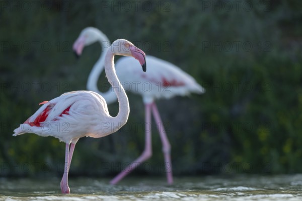 Greater Flamingos (Phoenicopterus roseus) walking in the water, Parc Naturel Regional de Camargue,