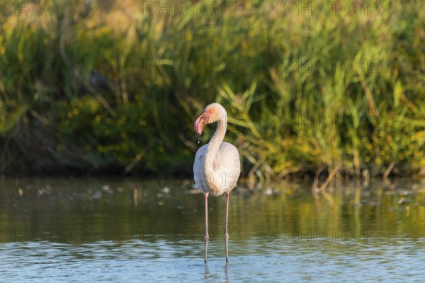 Greater Flamingo (Phoenicopterus roseus) standing in the water, Parc Naturel Regional de Camargue,