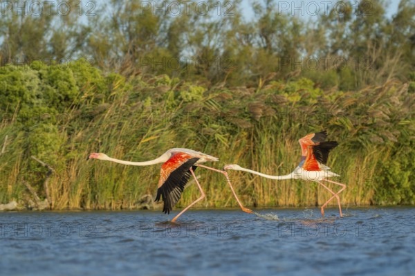 Greater Flamingo (Phoenicopterus roseus) starts flying from the water at sunset, Parc Naturel