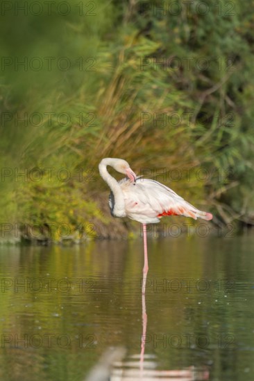 Greater Flamingo (Phoenicopterus roseus) standing in the water, Parc Naturel Regional de Camargue,