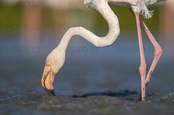 Greater Flamingo (Phoenicopterus roseus) standing in the water, portrait, Parc Naturel Regional de