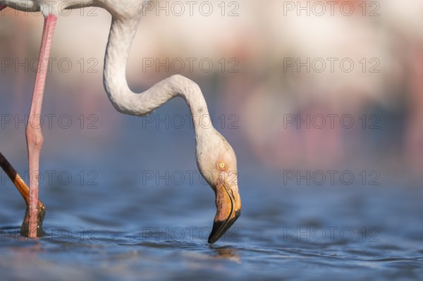 Greater Flamingo (Phoenicopterus roseus) standing in the water, portrait, Parc Naturel Regional de