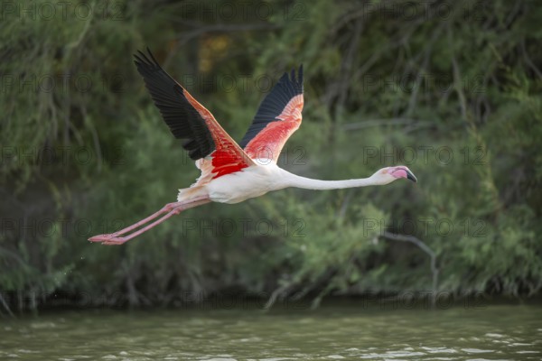 Greater Flamingo (Phoenicopterus roseus) starts flying from the water at sunset, Parc Naturel