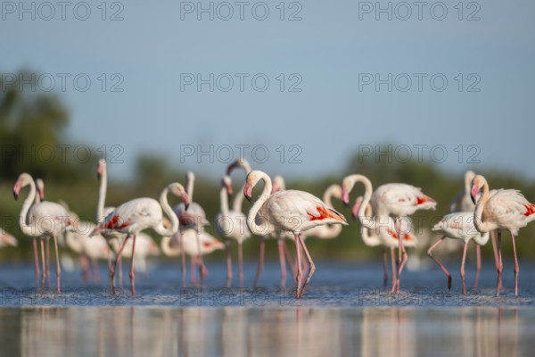 Greater Flamingos (Phoenicopterus roseus) standing in the water, Parc Naturel Regional de Camargue,