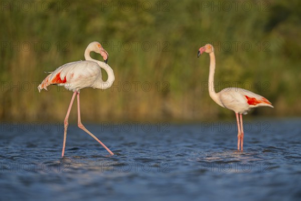 Greater Flamingo (Phoenicopterus roseus) walking in the water, Parc Naturel Regional de Camargue,