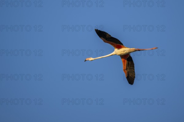 Greater Flamingo (Phoenicopterus roseus) flying in the sky at sunset, Parc Naturel Regional de