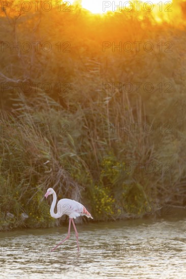 Greater Flamingo (Phoenicopterus roseus) walking in the water at sunset, Parc Naturel Regional de