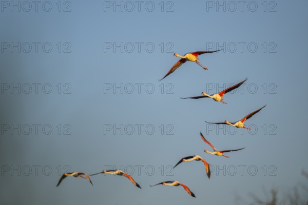 Greater Flamingo (Phoenicopterus roseus) flying in the sky at sunset, Parc Naturel Regional de