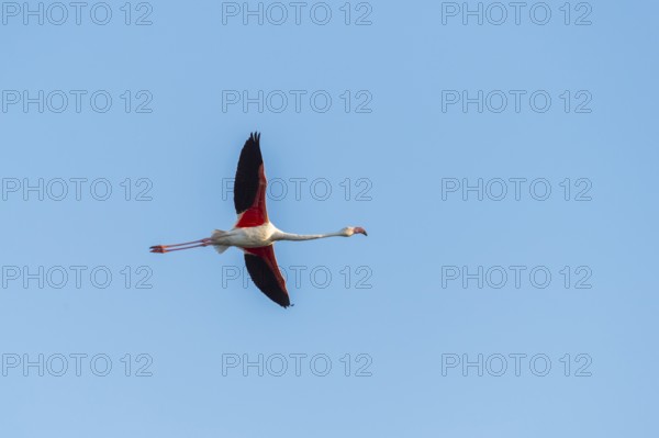 Greater Flamingo (Phoenicopterus roseus) flying in the sky, Parc Naturel Regional de Camargue,