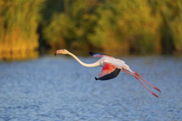 Greater Flamingo (Phoenicopterus roseus) landing in the water at sunset, Parc Naturel Regional de