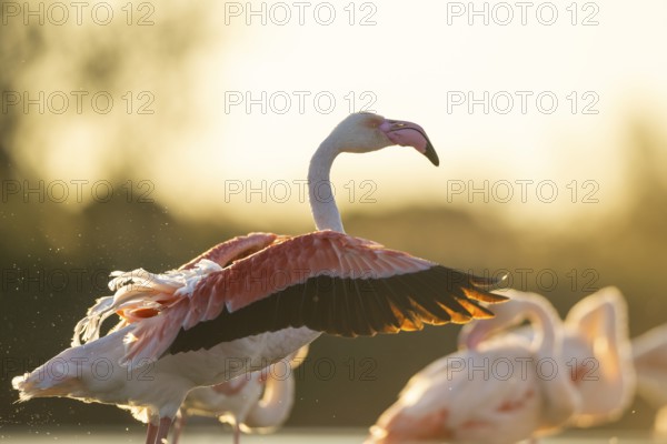 Greater Flamingo (Phoenicopterus roseus) shaking its wings at sunset, Parc Naturel Regional de