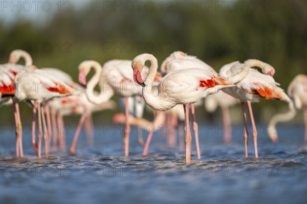 Greater Flamingos (Phoenicopterus roseus) walking in the water, Parc Naturel Regional de Camargue,