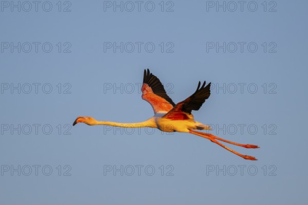 Greater Flamingo (Phoenicopterus roseus) flying in the sky at sunset, Parc Naturel Regional de