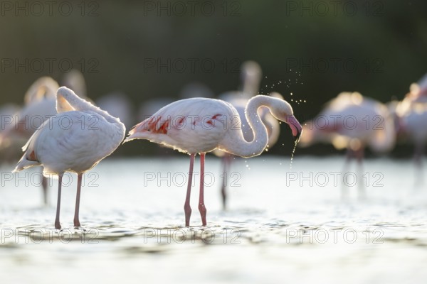 Greater Flamingo (Phoenicopterus roseus) standing in the water cleaning its feathers at sunset,