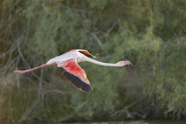 Greater Flamingo (Phoenicopterus roseus) starts flying from the water at sunset, Parc Naturel