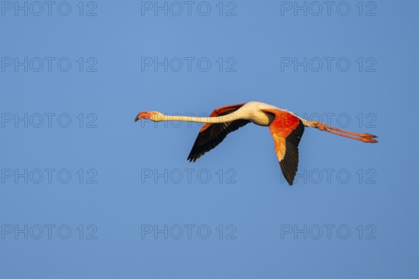 Greater Flamingo (Phoenicopterus roseus) flying in the sky at sunset, Parc Naturel Regional de