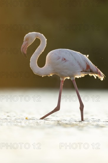 Greater Flamingo (Phoenicopterus roseus) walking in the water at sunset, Parc Naturel Regional de