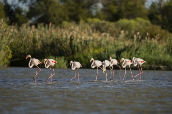 Greater Flamingos (Phoenicopterus roseus) walking in the water, Parc Naturel Regional de Camargue,