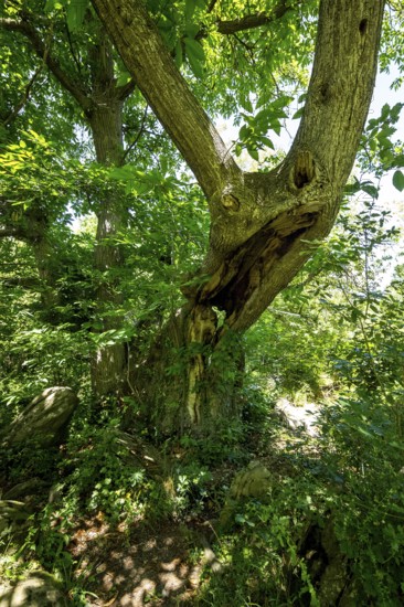 Historic chestnut, chestnut tree, Castanyer de St.Nicolau, natural monument, (Castanea), Sant