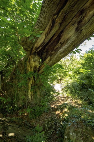 Historic chestnut, chestnut tree, Castanyer de St.Nicolau, natural monument, (Castanea), Sant