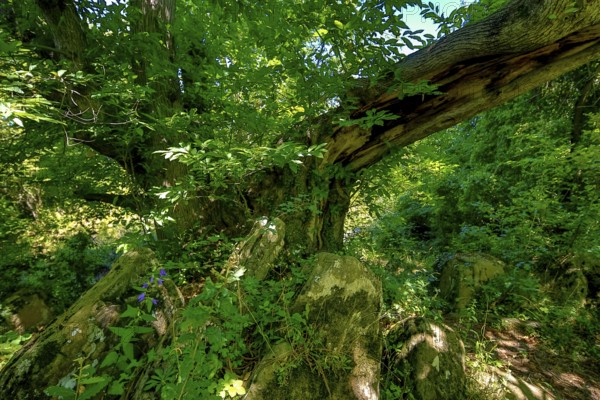 Historic chestnut, chestnut tree, Castanyer de St.Nicolau, natural monument, (Castanea), Sant