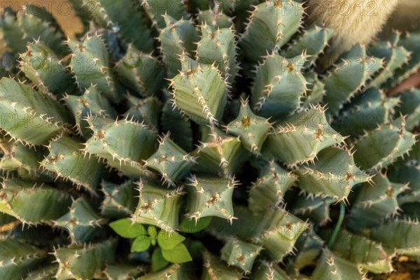 Sardinia, cactus plants, Bosa, Europe, Oristano province, Italy, outdoor, village, holiday, flora,
