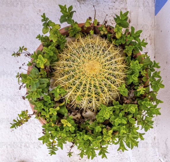 Sardinia, flower arrangement with a cactus and green leaves, Tinnura, Europe, Oristano province,