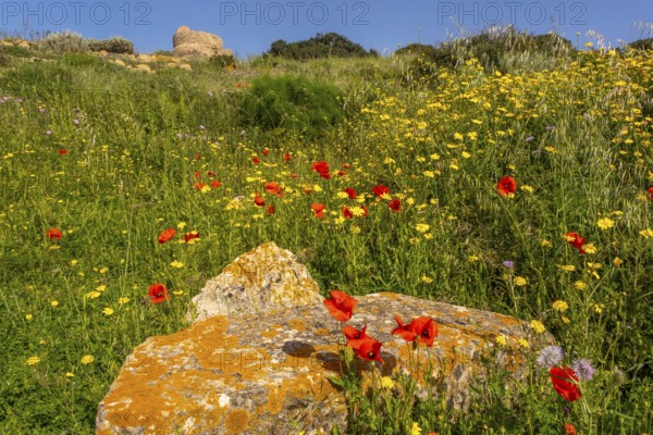 Sardinia, poppies and meadow with sea, Tharros, Europe, Province of Oristano, Italy, view, flowers,