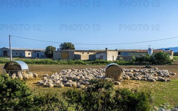 Sardinia, A flock of sheep lying in the sun, Tharros, Europe, Province of Oristano, Italy,